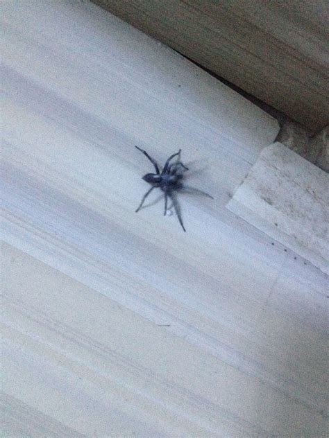 家里有蜘蛛代表什么 黃煌嚴靈離宮